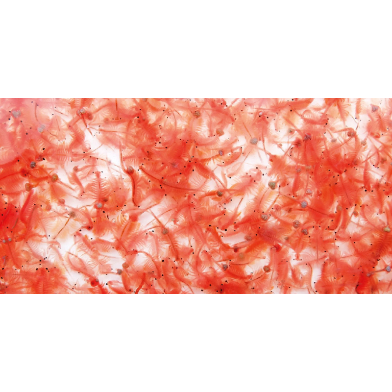 Artemia Descapsulada 250g | Alimento para Cría y Alevines