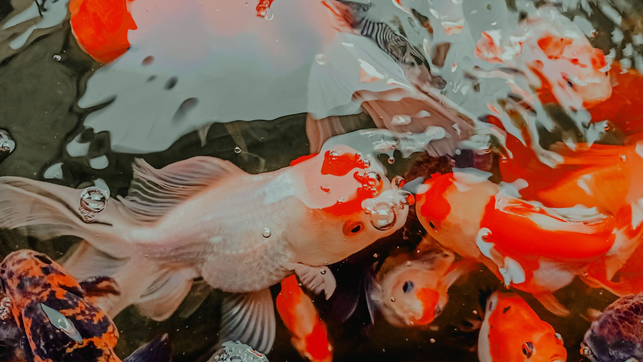 Alimentación Goldfish