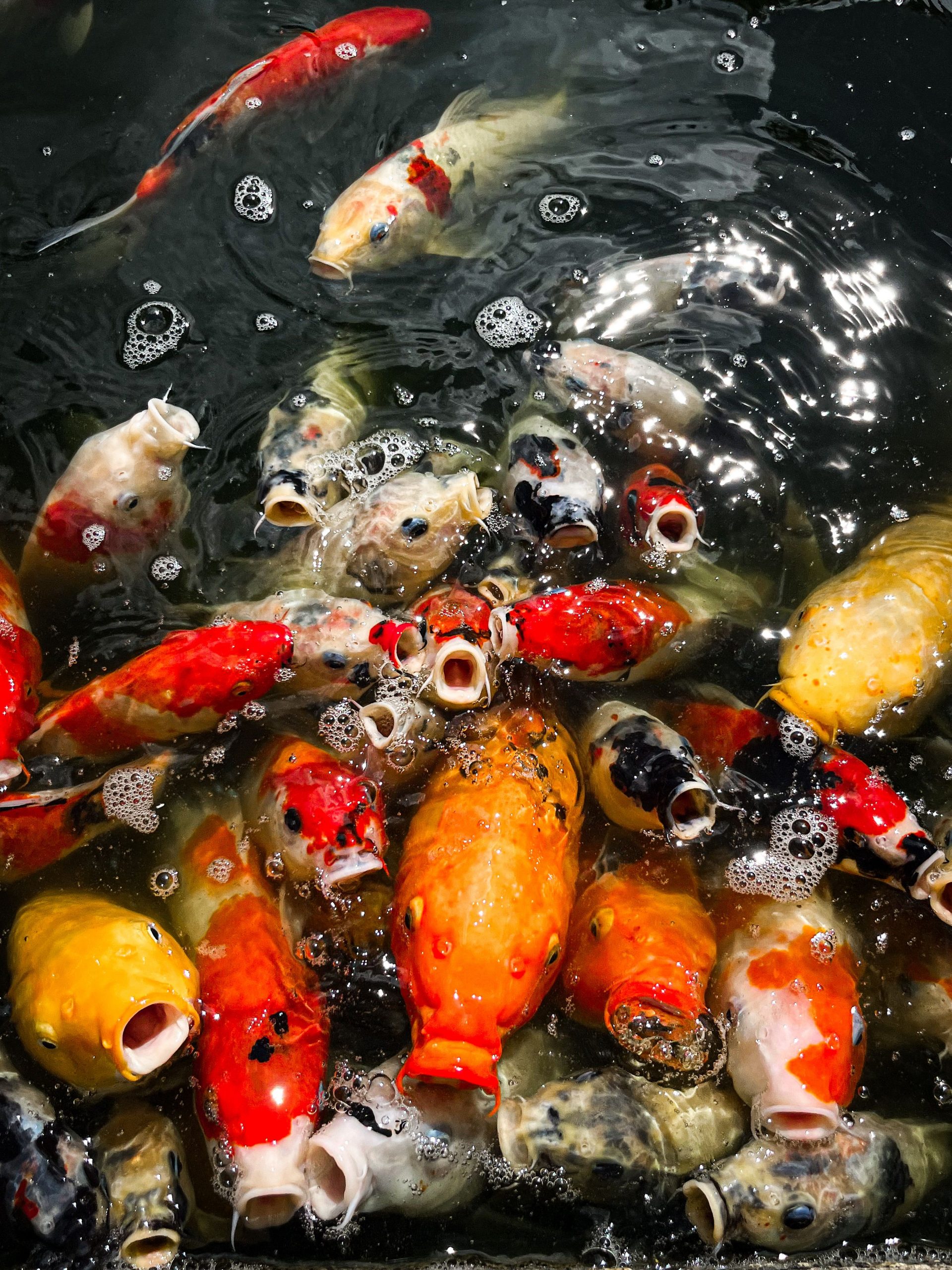 Alimentación Carpa Koi